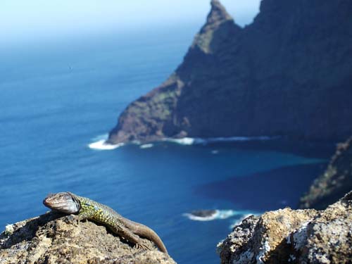 (El lagarto de Tenerife, Gallotia galloti, que sólo se encuentra en las islas Canarias.) (Foto: Allen Hurlbert)