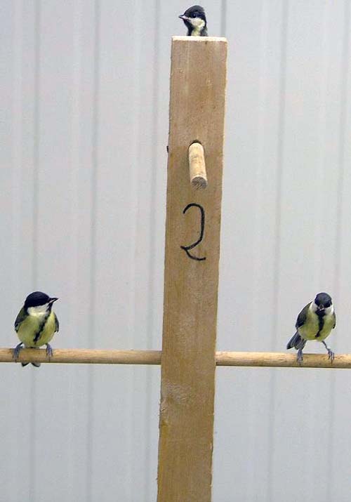 (Los jóvenes pájaros exploran los árboles artificiales en el laboratorio.) (Foto: Kees van Oers)