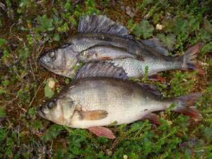 (Tres peces de la especie Perca fluviatilis de igual edad pero diferente tamaño. Los mayores son “caníbales gigantes”.) (Foto: P. Byström)