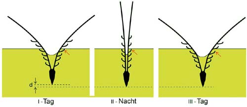 (Así perfora el suelo la semilla del trigo.) (Foto: Max Planck Institute of Colloids and Interfaces)