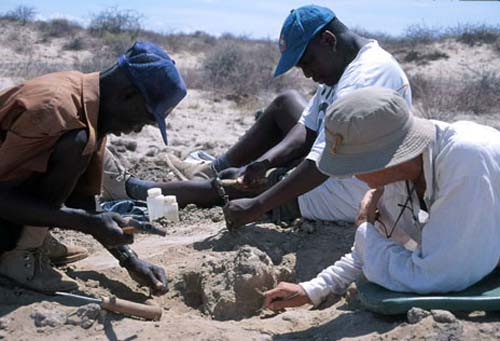 (Meave Leakey y otros paleontólogos trabajando sobre el cráneo KNM-ER 42700.) (Foto: Copyright Koobi Fora Research Project; L.N. Leakey)