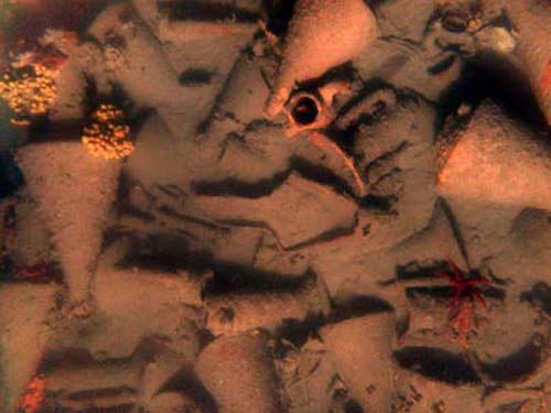 (Anforas en el fondo del mar Egeo.) (Foto: © / Chios Shipwreck Survey 2005 - WHOI, EUA,
