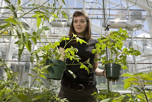 (Tracy Rosebrock muestra variedades de plantas del tomate.) (Foto: Lindsay France/Cornell University)